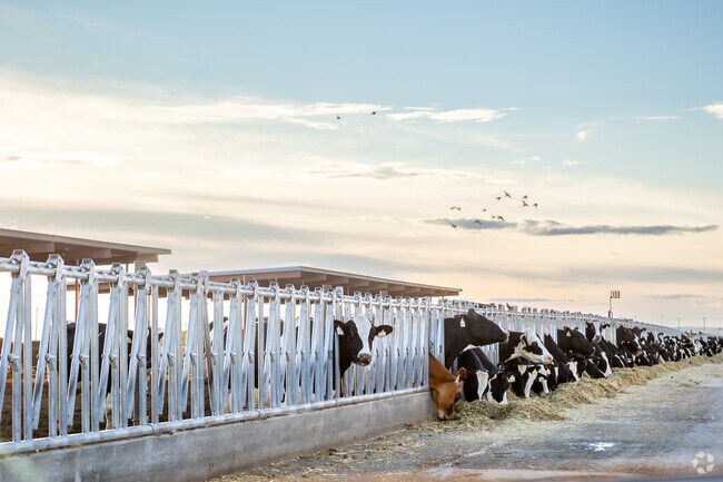 Dairy farming remains central to Wendell’s economy and rural lifestyle.