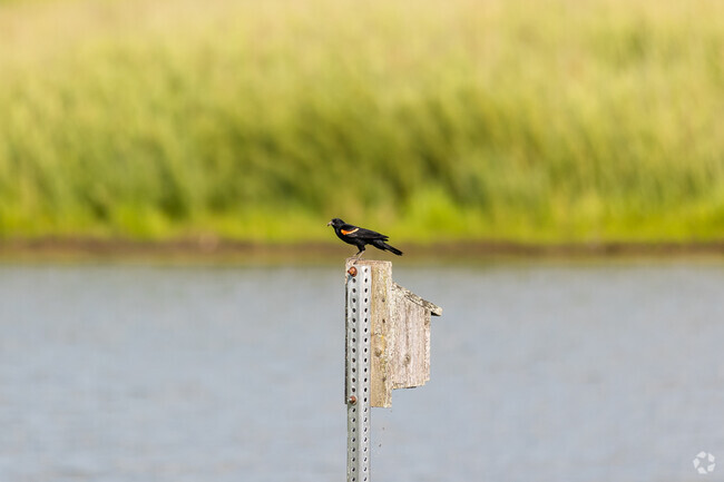 Tipton Trail has many birds native to Windsor Hill-Sugar Creek.