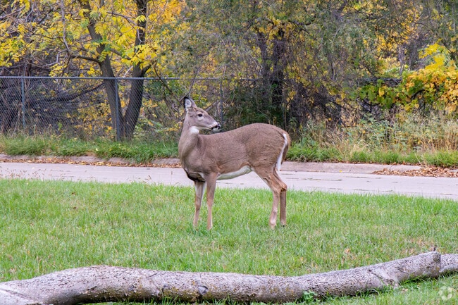 Wooded areas in Lake-Bristol Square attract wildlife and add natural beauty to the area.