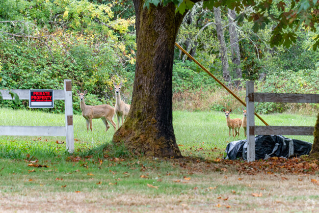 AzaleaExperience wildlife watching in Azalea with a peaceful deer sighting in the early morning.
