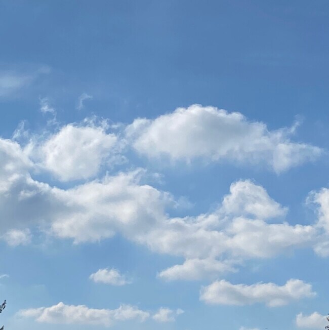 Marsha Rice-Casanova