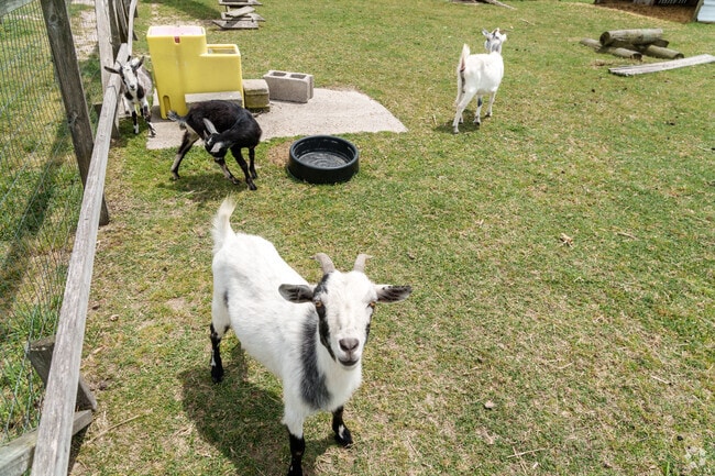Curious locals investigate a two-legged stranger to their farm in Mardela Springs.