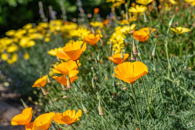 Vibrant flowers bloom throughout College Glen in the Spring.