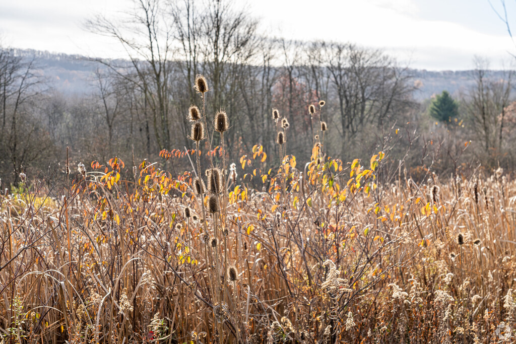 Autumn colors greet visitors as they drive along South Eagle Valley Rd into Taylor.