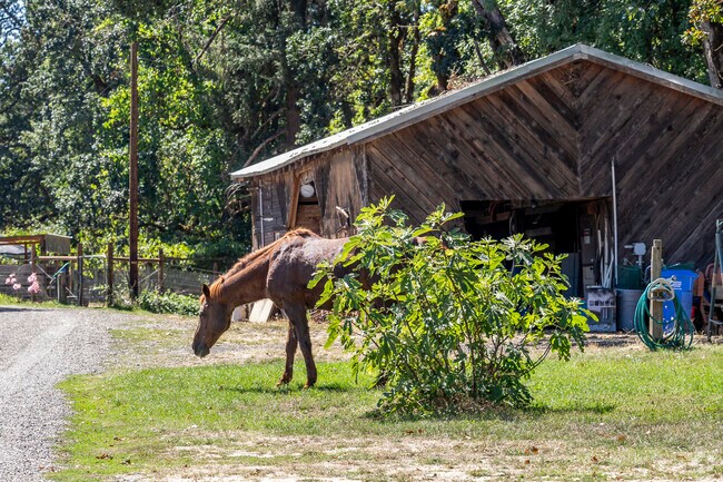 Cougar Ranch has a lot of horses who love eating hay and grass.
