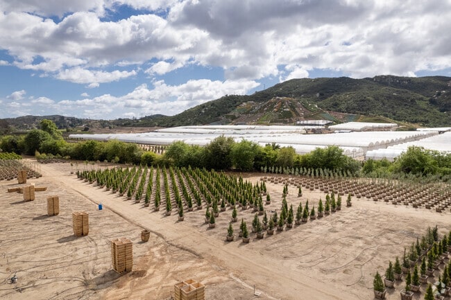 Mini pine trees grow seasonally in North Ridge Escondido for Christmas decor.