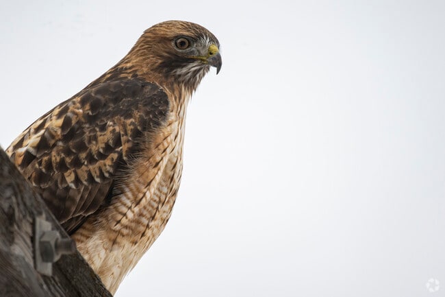 Aspen Glen is a wildlife enthusiast's paradise, where residents can spot deer, elk, and a variety of birds in their natural habitats, fostering a deep connection to nature and the diverse ecosystems of Colorado.