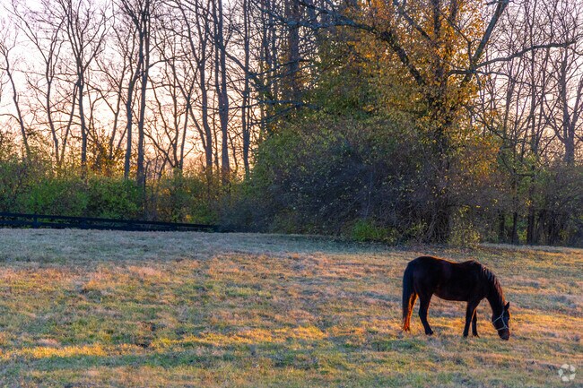 Many homeowners have enough space to keep horses on their property.