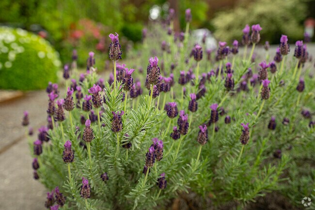 Blossoming lavender lines the homes of Council Crest.