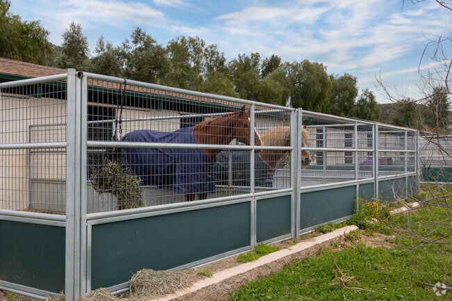 Horses inside their stables at the International Equestrian Center in San Diego Country Estates.