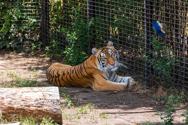 Unfortunately tigers dont have the best life in the Luisiana Zoo cages.