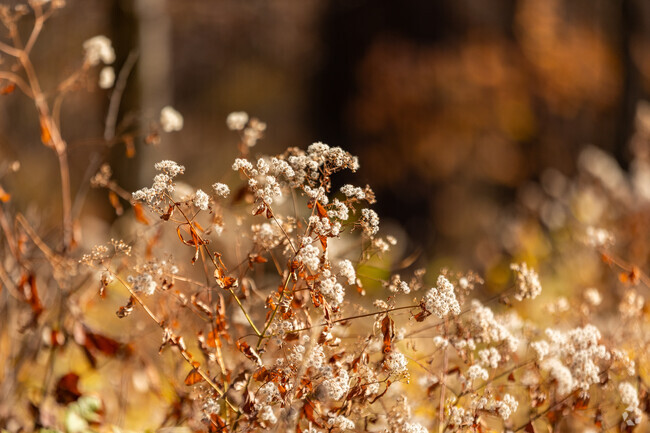 Oakville offers residents plenty of beautiful, scenic views that change with the seasons.