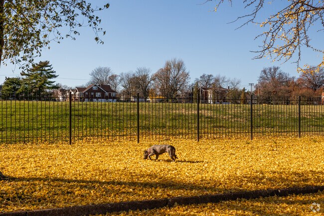 A dog plays in the autumn leaves in Kingsway, MO.