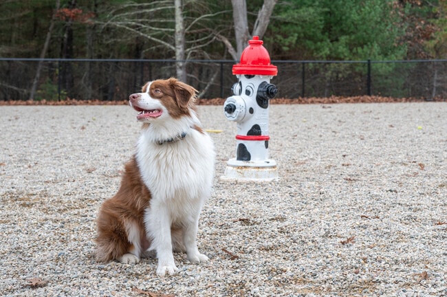 Dog lovers congregate at Wareham Dog Park five minutes from West Wareham.