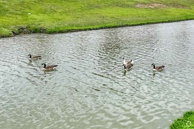 A few fine feathered friends greet locals at Capp Smith Park in Watauga.