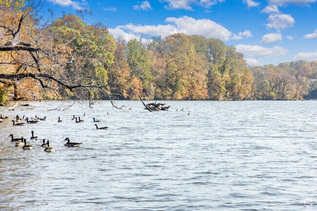 Glide through life’s currents with these graceful water dwellers in a local Laurel Hill Park.