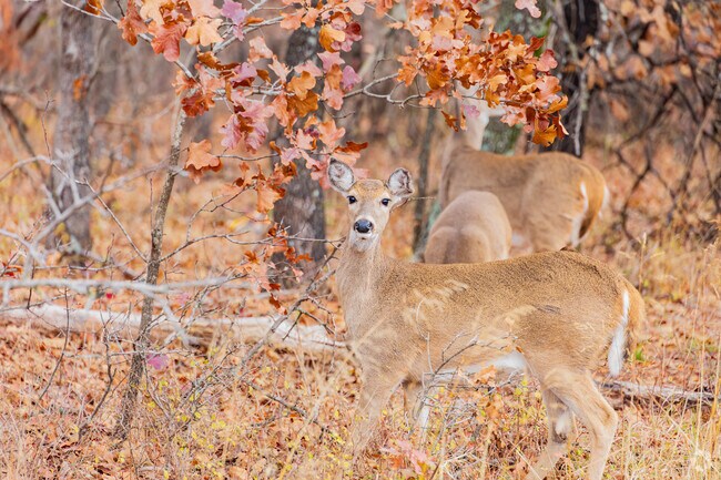 Many deer can be seen walking in Lake Thunderbird State Park.