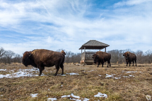 There are Bison roaming by the entrance of the Shoal Creek History Museum in Pleasant Valley.