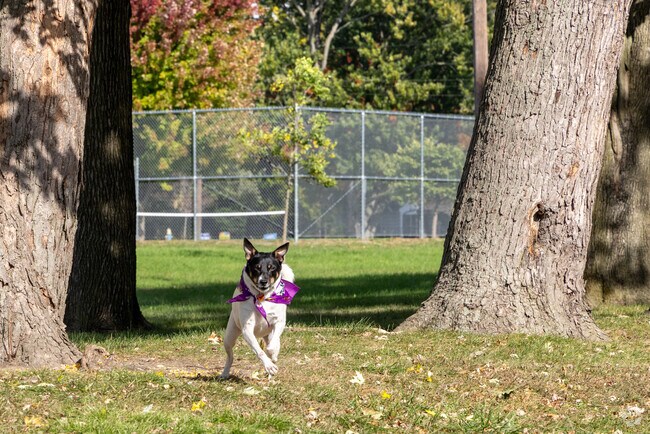 A resident of South Bend allows the family dog to enjoy a beautiful day at Coquillard Park.