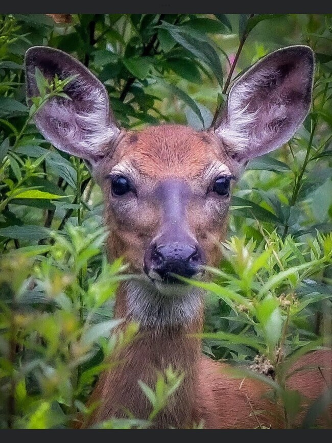 Local visitors