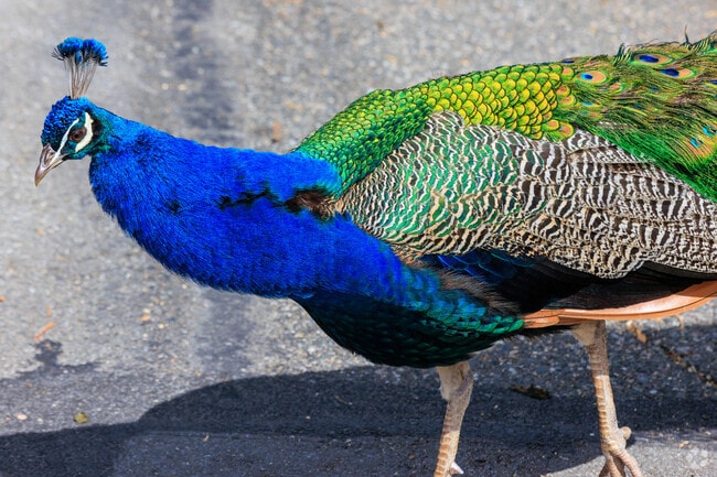 Rolling Hills residents share their neighborhood with colorful residents.