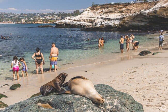 La Jolla Cove, a short drive from Lower Hermosa, attracts wildlife and humans alike.