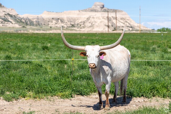 Gering's Legacy of the Plains Museum also has a working farm with amazing cattle.