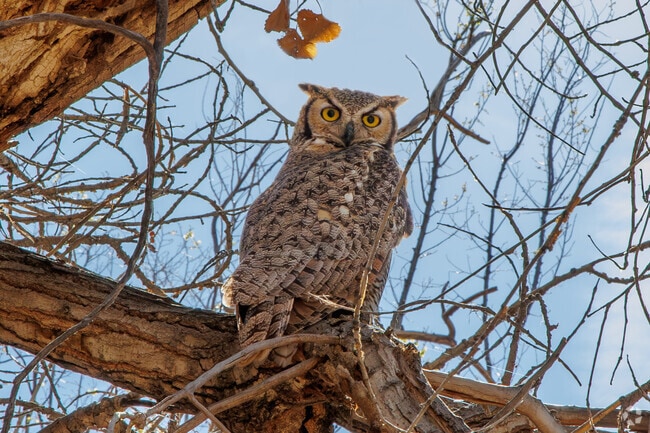 Keen eyed residents can spot some beautiful wildlife in the Bosque near Chamiza Estates.