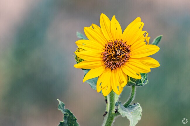 The desert flora of Prescott East thrives in the Arizona sun.