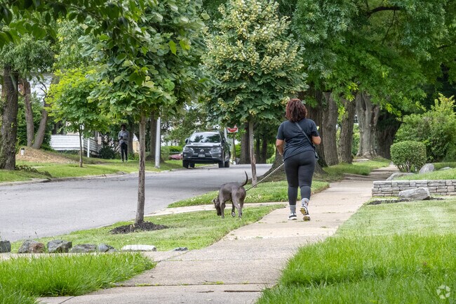 Take your dog for a walk in Ashburton.