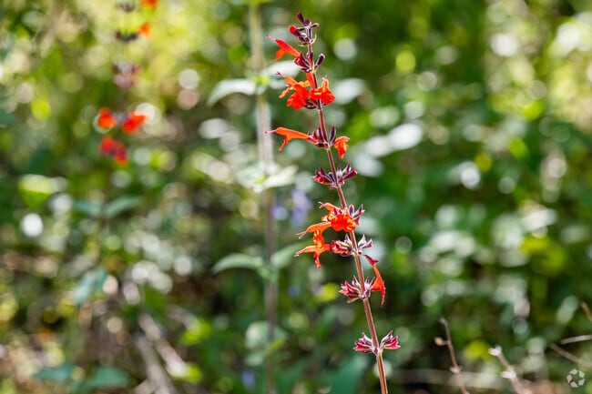 You can always find amazing and exotic flowers and plants in Ferndale.