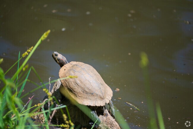 One of the many turtles you'll see in Wyncote.