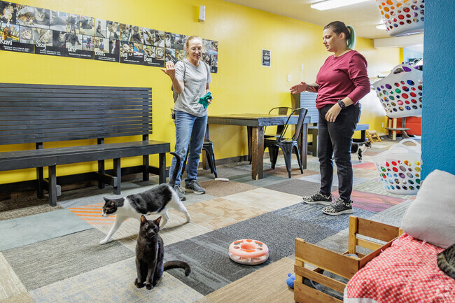 The Nine Lives Cat Lounge and Adoption Center is a local outreach just outside Oak Grove.