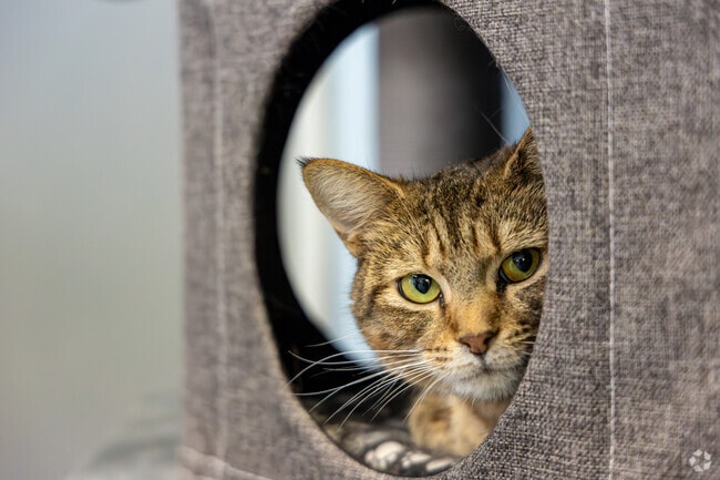 Come find your new furry friend at Scruffy's Cafe!