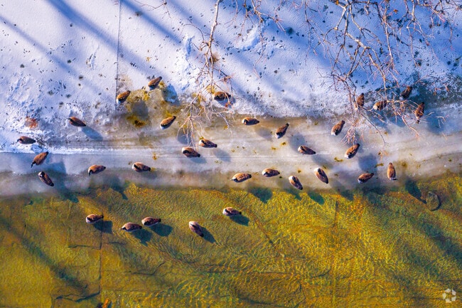 Those Shady Hills residents wanting to take a stroll or ride their bike can head down the Mississinewa Riverwalk, where odds are high for geese sightings.
