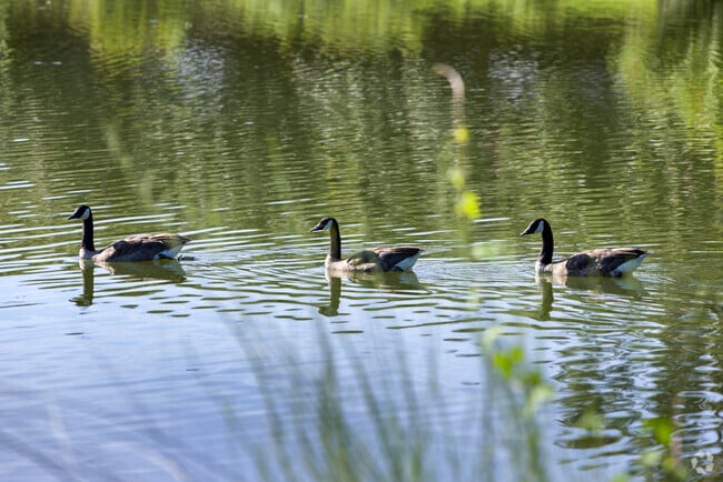 Carter Howell Strong Park, Frenchtown, Tallahassee, FL
Geese swimming