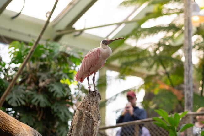 The Rainforest at the zoo in Parkside has some interesting birds.