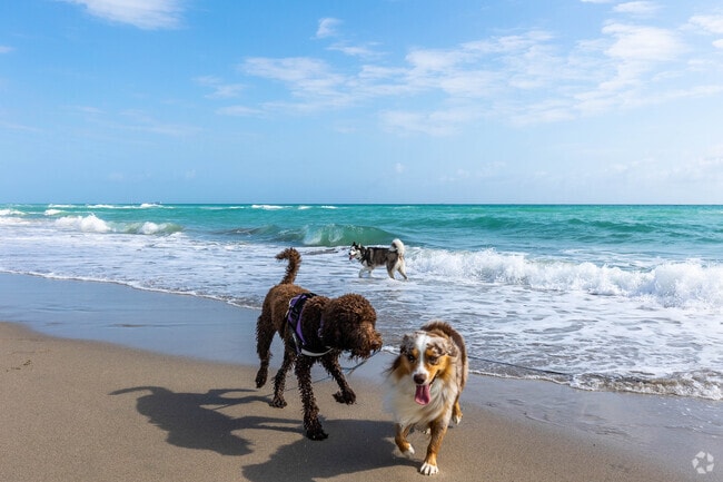 Hallandale Beach offers sandy stretches where pets can enjoy the surf.