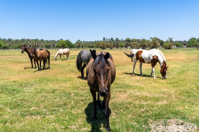 Horses are a common sight around the equestrian-friendly community of Vista Santa Rosa.