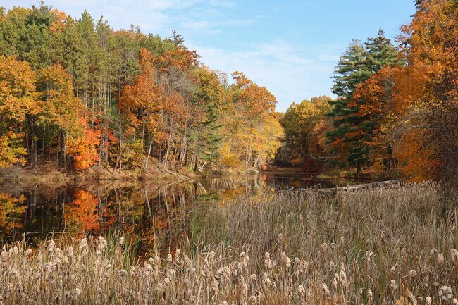 Bring your camera to photograph the beauty of Chicopee Memorial State Park on Burnett Road.