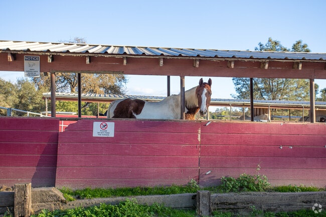 Horses graze on the open terrain of Yosemite Lakes.