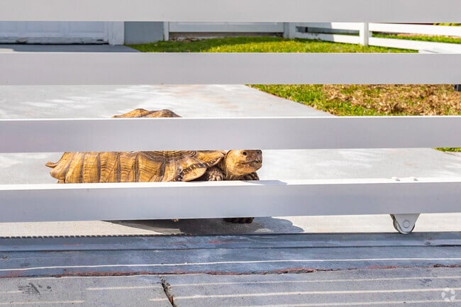 Pet turtles are a quirky favorite among Leisure City residents.