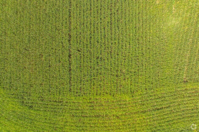 Find miles and miles of corn fields with boutique stands on streets of Muncy.