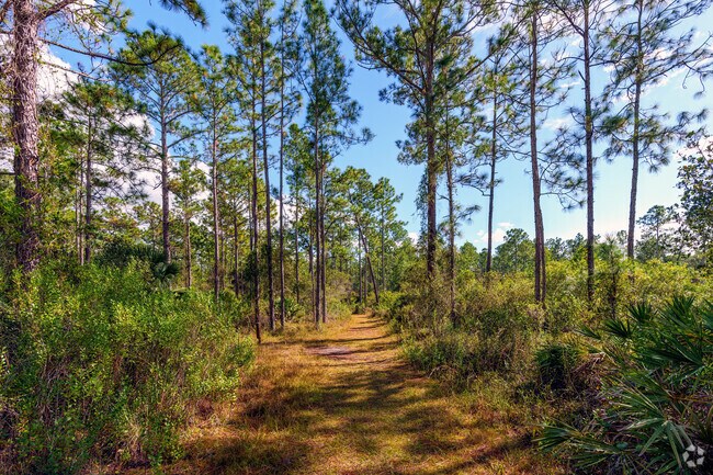 Palm Bluff Conservation Area in Osteen is a delightful spot for hiking and enjoying nature.