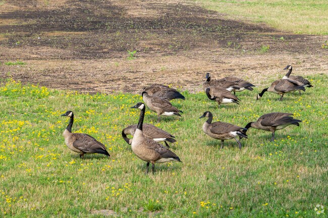 It isn't uncommon to find geese around one of the many ponds around Vinton Woods.