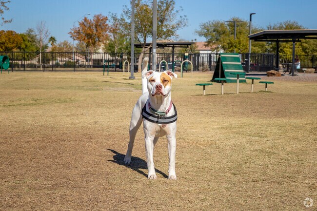 Take your four-legged friends to the off-leash park at Maricopa’s Copper Sky Regional Park.