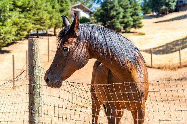 Horses are often seen along Auburn Lake Trails’ equestrian paths.