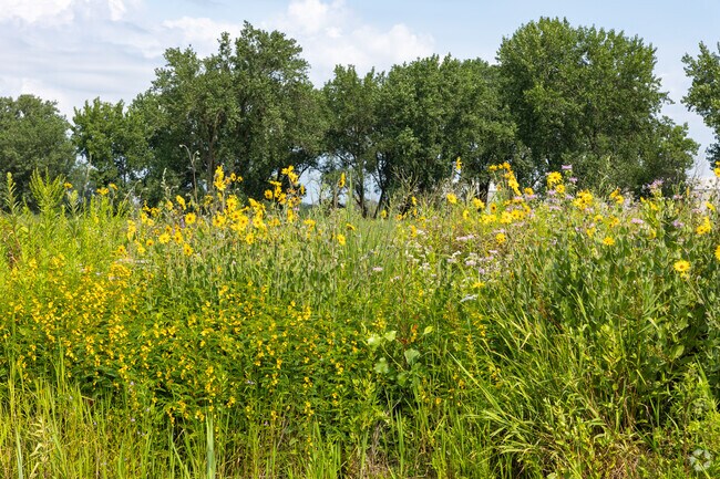 Wild yellow and purple flowers and tall grasses of Burnham Prairie of forest preserves District.