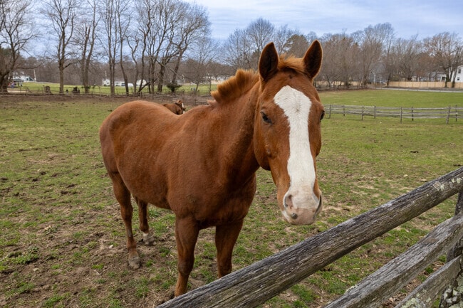 Hamilton is home to numerous horse stables scattered throughout the town, reflecting its strong equestrian heritage and offering ample opportunities for riding and training.