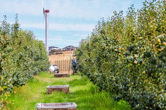 In early mornings you can see workers picking in the orchards in Rogue Valley.